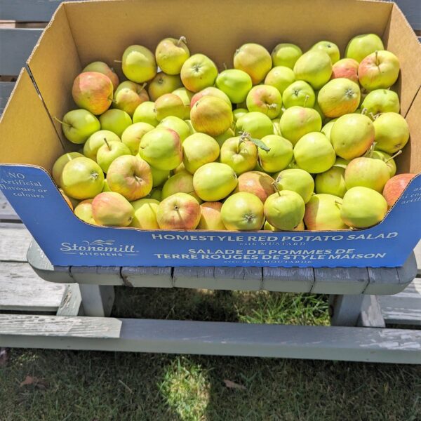 Preserving the Apple Harvest & My Grandma’s Apple Crisp Recipe