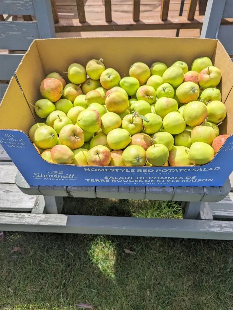 Preserving the Apple Harvest & My Grandma’s Apple Crisp Recipe