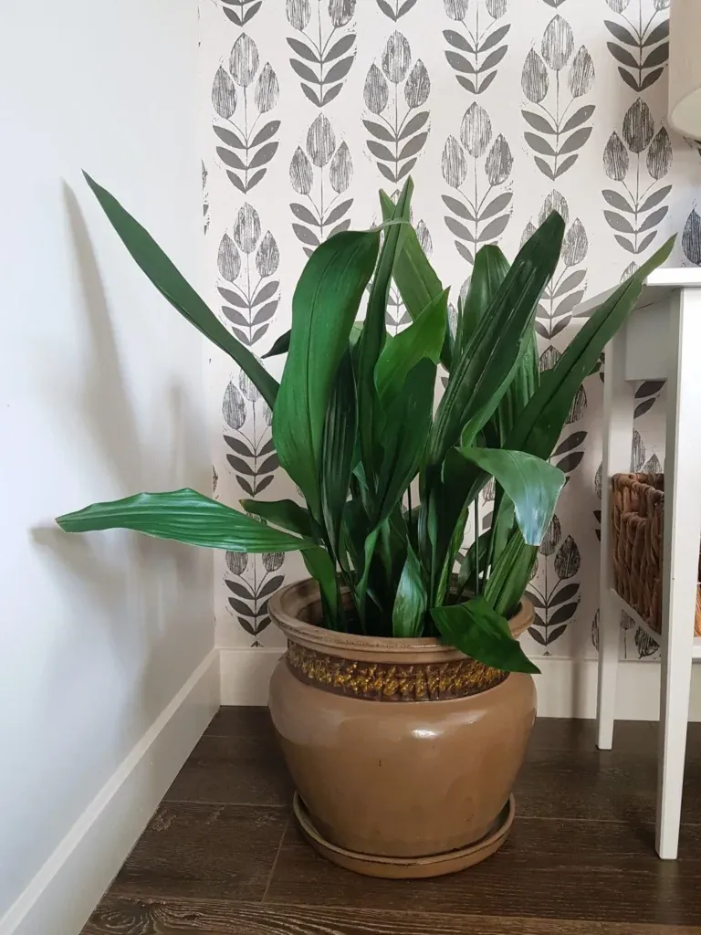 How I Saved My Cast Iron Plant From Spider Mites