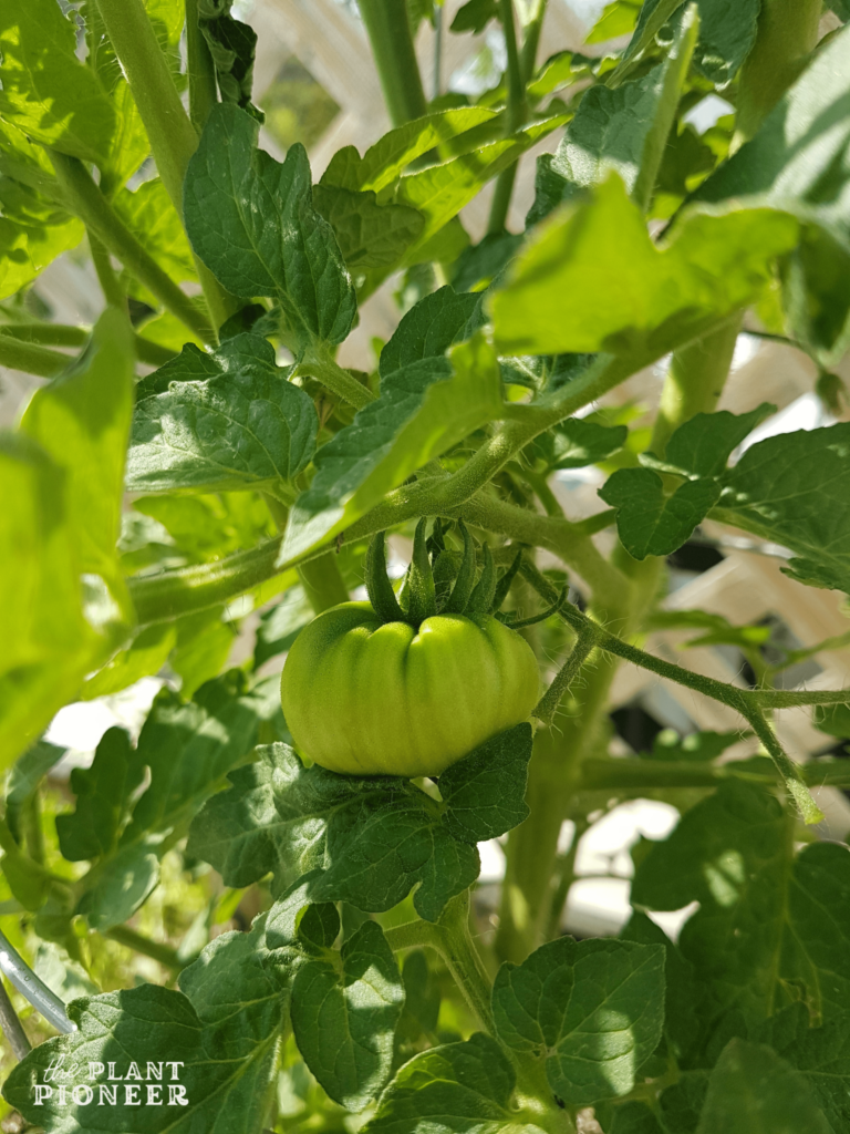 How to Have a Successful Balcony Garden